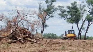 Desmonte en Chaco: la problemática ambiental detrás de la nueva ley forestal